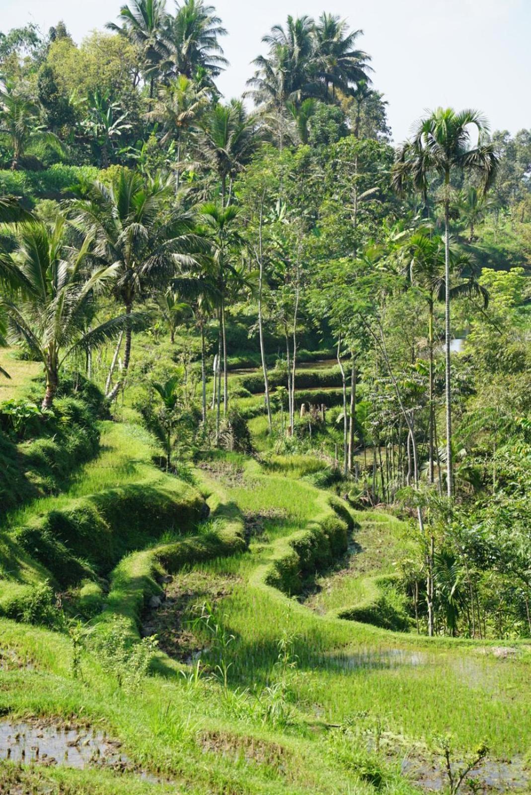Tetebatu Indah Homestay المظهر الخارجي الصورة