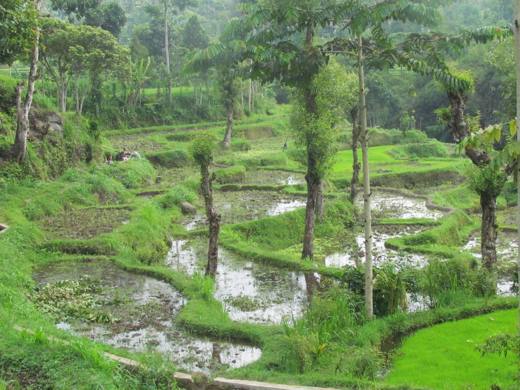 Tetebatu Indah Homestay المظهر الخارجي الصورة